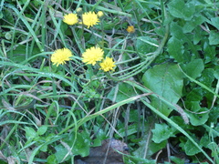 Crepis sancta