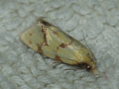 Agapeta