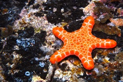 Pentagonaster duebeni