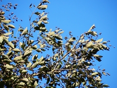 Lagerstroemia microcarpa