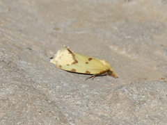 Agapeta