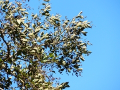Lagerstroemia microcarpa