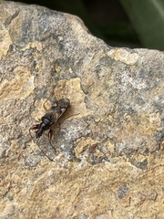 Pseudopamera nitidula