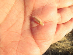 Ehrharta villosa