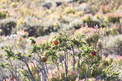 Liparia splendens splendens