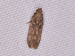 Hypatima