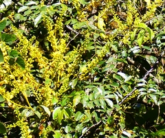 Mezoneuron cucullatum