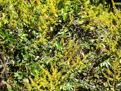 Mezoneuron cucullatum