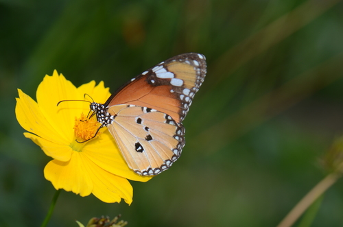 Plain Tiger Butterfly, photo 7 of 7