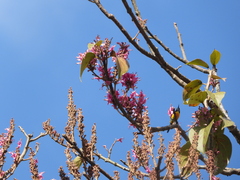 Aethopyga nipalensis