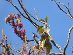 Aethopyga nipalensis