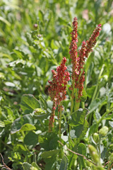 Oxyria digyna