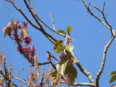Aethopyga nipalensis