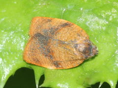 Cacoecimorpha pronubana