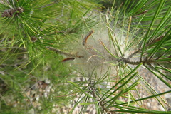 Thaumetopoea pityocampa