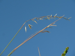 Ehrharta villosa