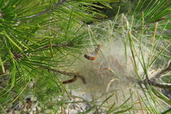 Thaumetopoea pityocampa