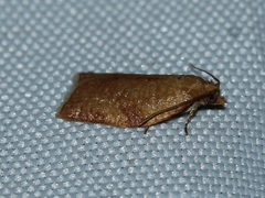 Cacoecimorpha pronubana