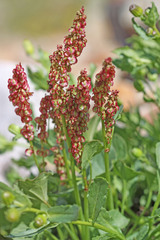 Oxyria digyna