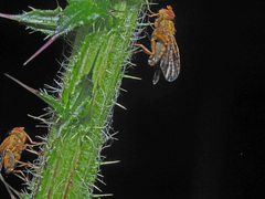 Xyphosia miliaria