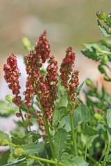 Oxyria digyna
