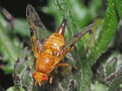 Xyphosia miliaria