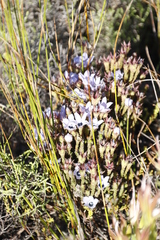 Roella triflora