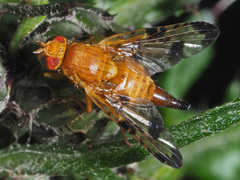 Xyphosia miliaria