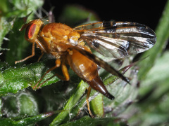 Xyphosia miliaria