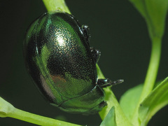 Chrysolina varians