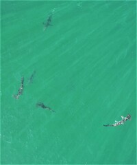 Carcharhinus brachyurus