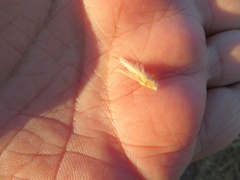 Ehrharta villosa