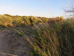 Ehrharta villosa