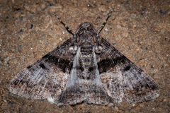 Gastrinodes argoplaca