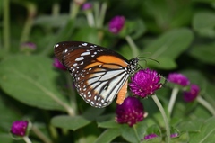 Danaus melanippus hegesippus