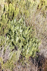 Lichtensteinia lacera