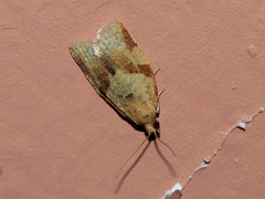 Clepsis consimilana