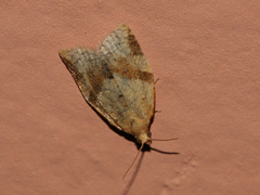 Clepsis consimilana