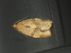 Clepsis consimilana