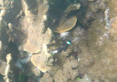 Amphiprion mccullochi