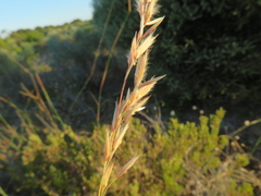 Ehrharta villosa