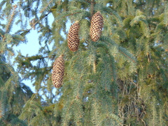 Picea abies