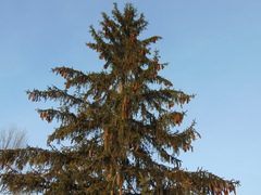 Picea abies