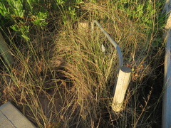 Ehrharta villosa