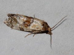 Cochylis