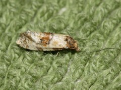 Cochylis