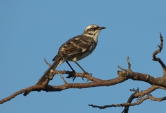 Mimus longicaudatus