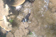 Amphiprion mccullochi