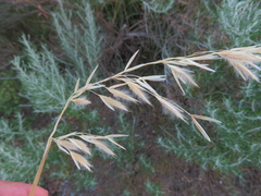 Ehrharta villosa