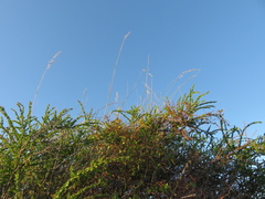 Ehrharta villosa